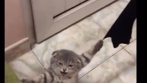 Help me, HUMANS! 😂 This little baby cat is SO CUTE
