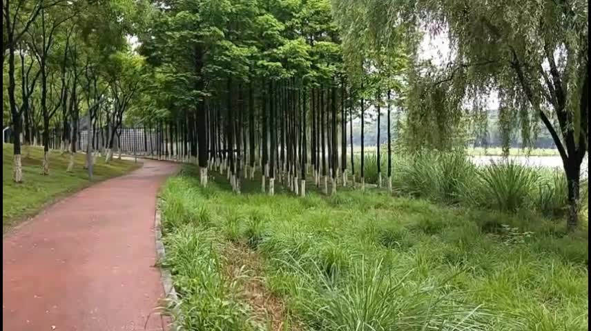 How comfortable it is to run on this tree-lined trail