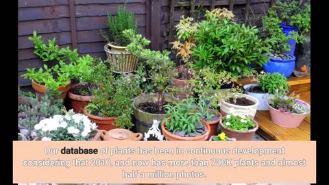 Hawthorne Gardening Company for Dummies