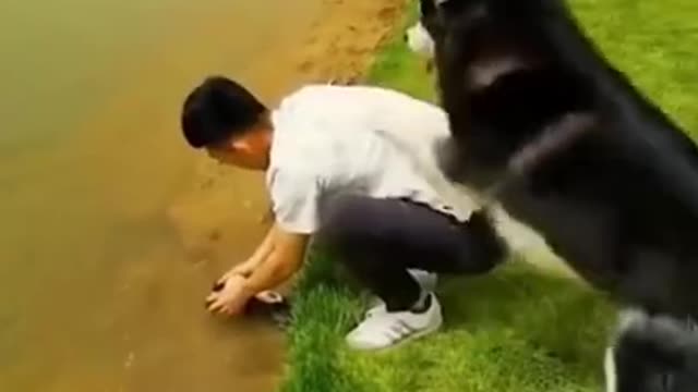 Funny Dogs - Try not to laugh - Funny Dog