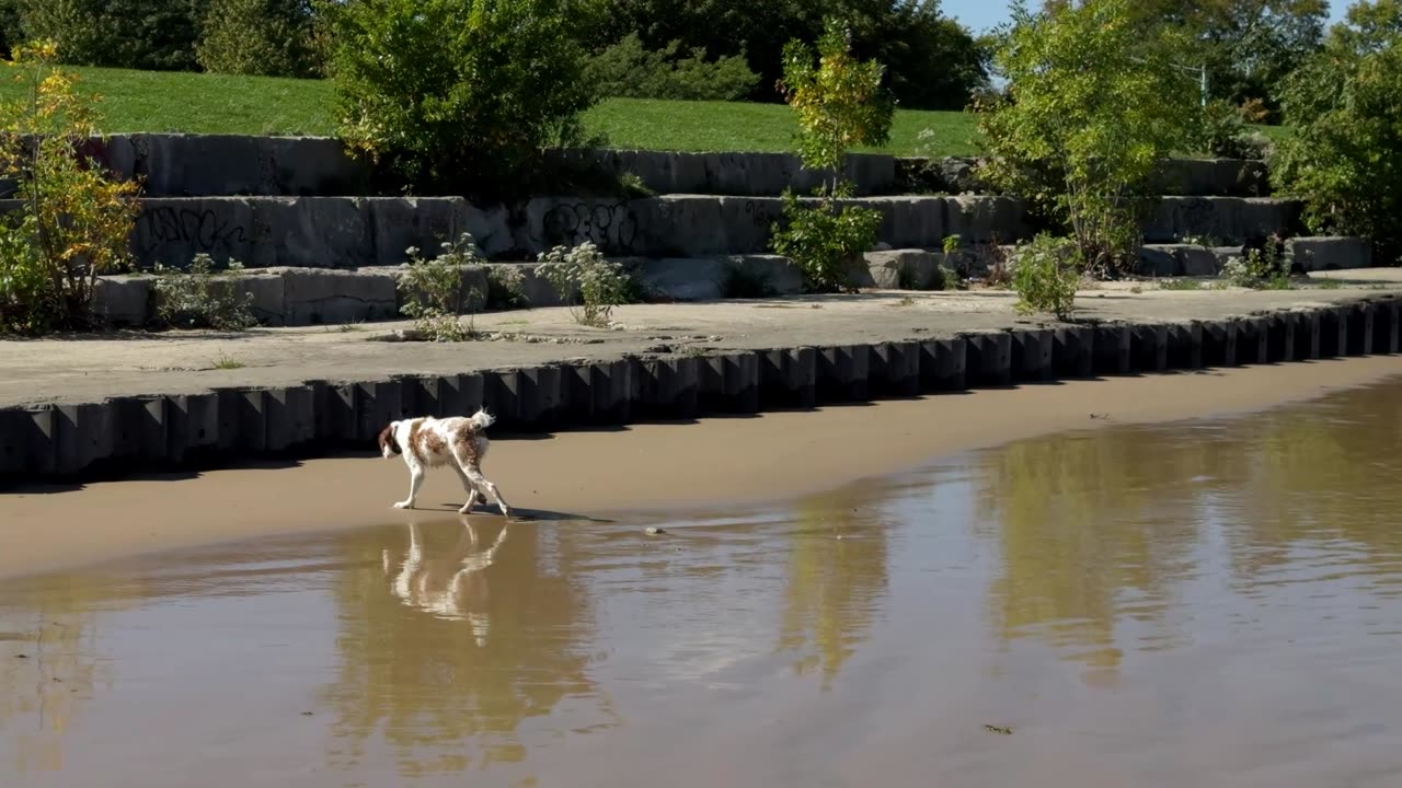 Snouty at the Beach