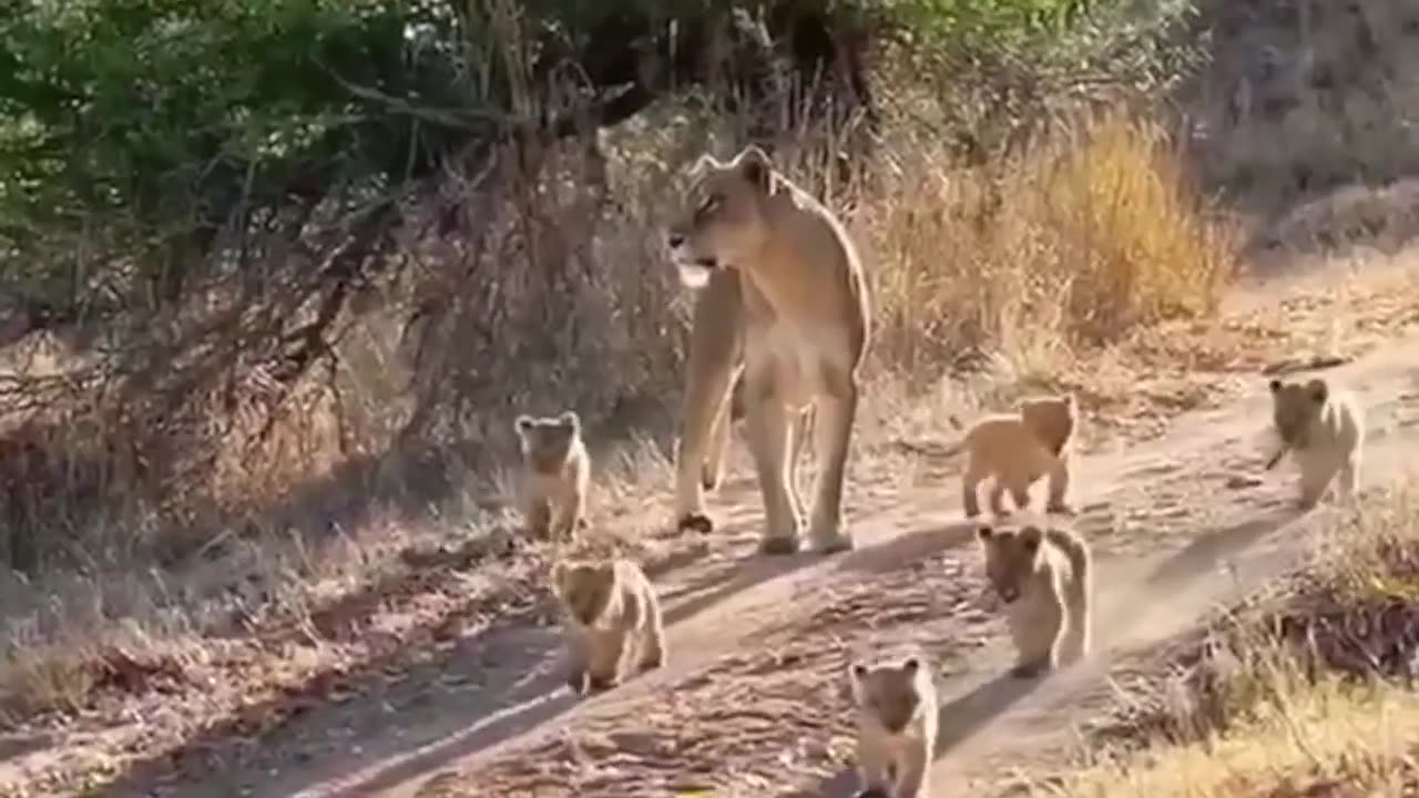 Asiatic Lion Behavior," "Indian Lion Documentary," or "Gir Forest Lion Pride"