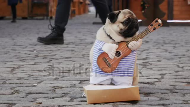 Cute and funny dog plays guitar