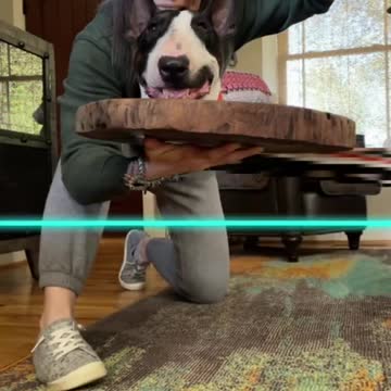 #stitch with pawlie_the_bully I’ll show you a spooky,scary Skeleton 🥲