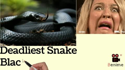 Black Mamba In Different Colours.