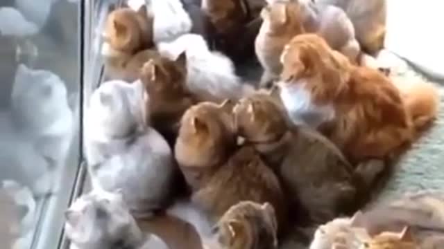 Movies, for cats