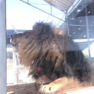 Lion Roar (The Lion Habitat Ranch)