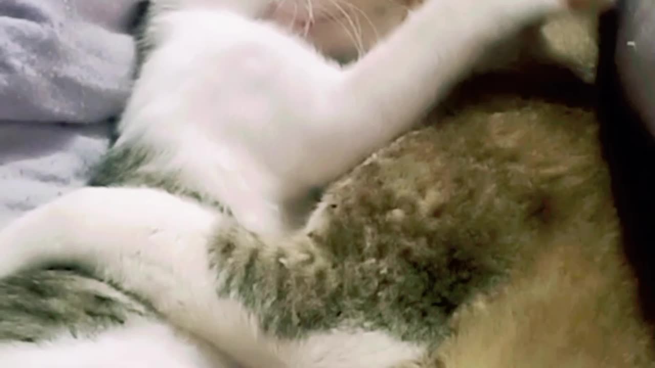 cute cat loves her kittens ! #funny #cats #animals