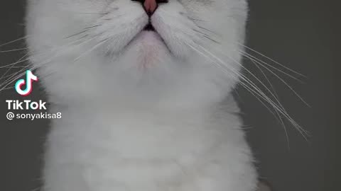Cute Cute Japan cat