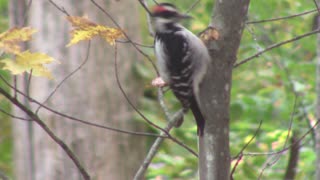 Hairy Woodpecker