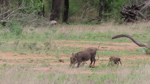wild boar mother surprised by her child