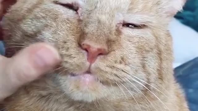 From unwanted shelter cat to loved by thousands of people 💕