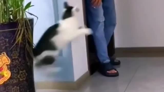 funny cat memes video | funny animal video | cute cat and dog video |