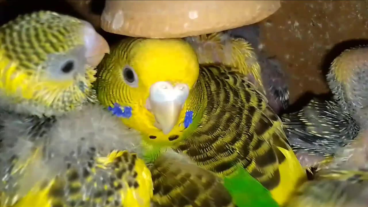 Viral birds funny viral video