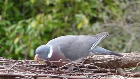 4k Birds of world Beautiful birds with sound effect and relaxing film