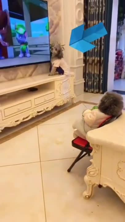 Cute and Funny Dog Videos | Aww Animals #14