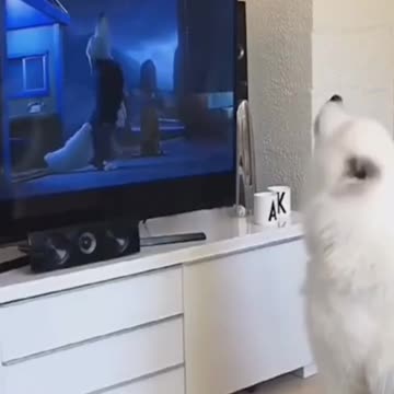 So funny videos the reaction of cats and dogs #shorts