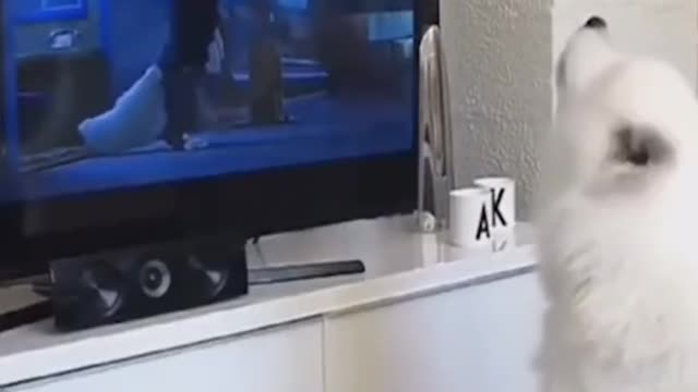 So funny videos the reaction of cats and dogs #shorts