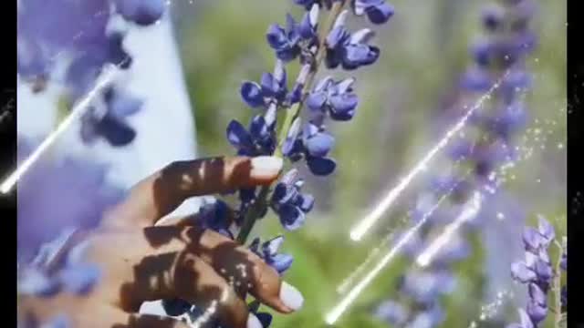 The Lilac Fragrance set off the gossamer wings