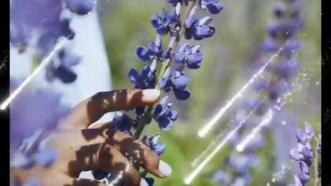 The Lilac Fragrance set off the gossamer wings