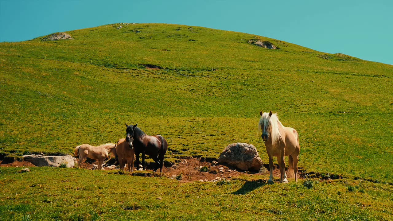 Horses For Relax