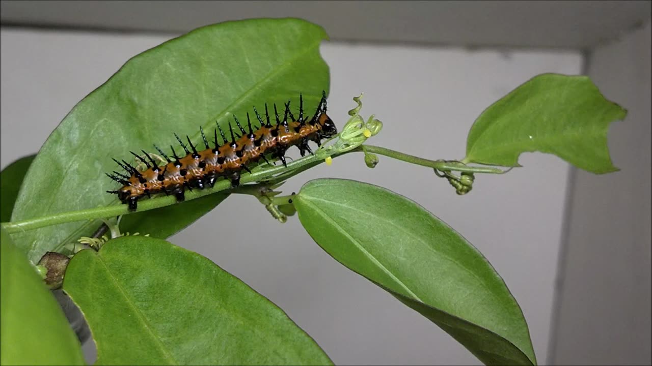 Gulf Fritillary Butterfly Caterpillar Time Lapse Video