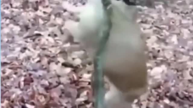 🤣 Funny DOG Video