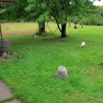 Owners say "Joe Biden is outside" and dogs freak out