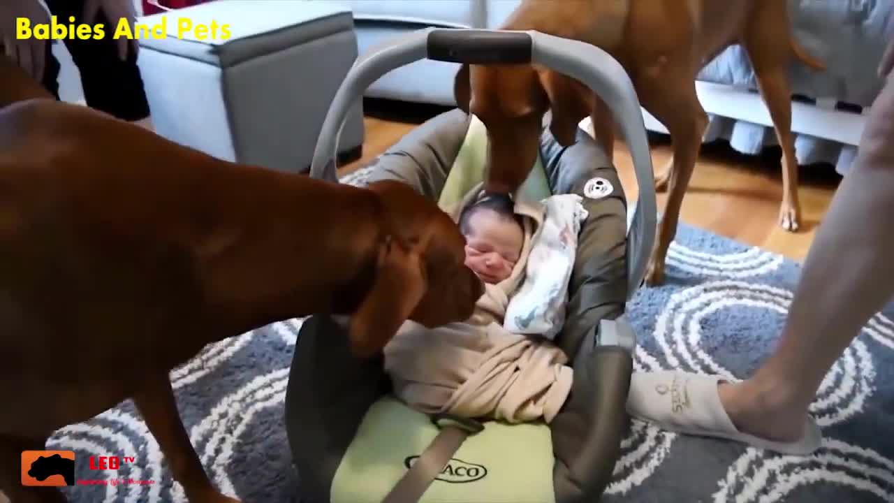 Funny babies playing with dogs.