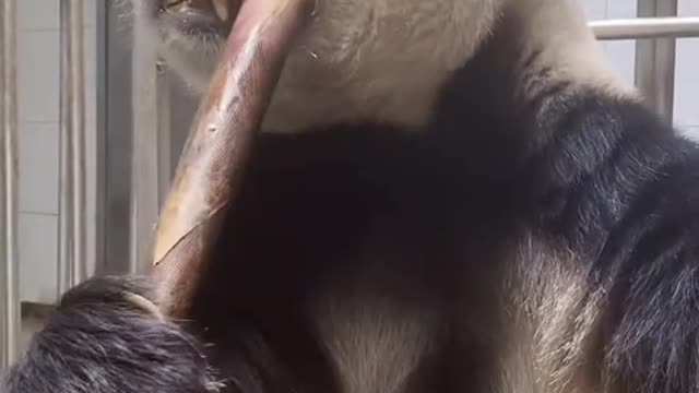 Giant panda eats bamboo