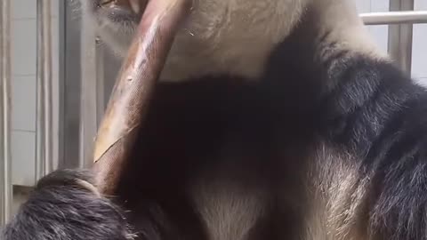 Giant panda eats bamboo