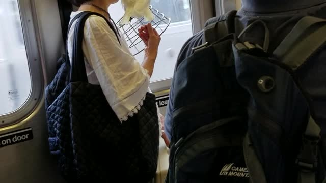 Woman in white shirt carrying white yellow bird