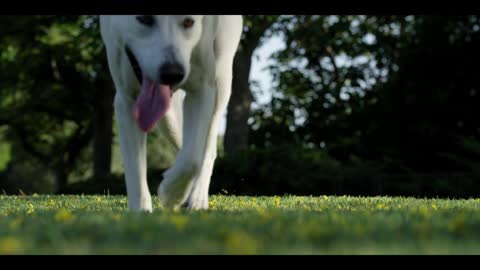 The Beautiful Dog Walking And For Searching Of Some Food