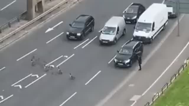 the ducklings stop traffic to cross the street