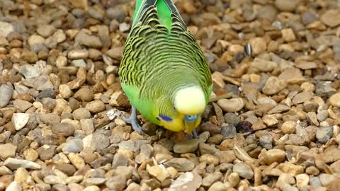 funny Budgerigar bird