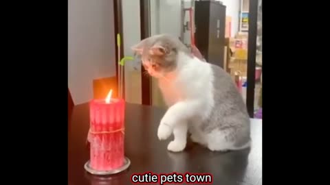 Cute pets praying and bonding🐈