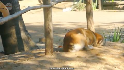 Funny & fake Lion and Fake Tiger Prank To dog
