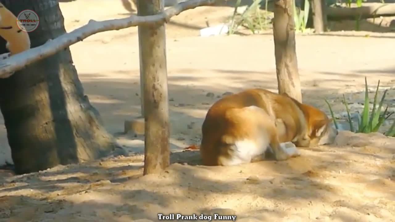 Funny & fake Lion and Fake Tiger Prank To dog