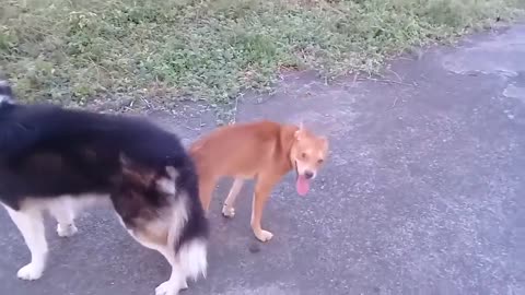 Doog meting