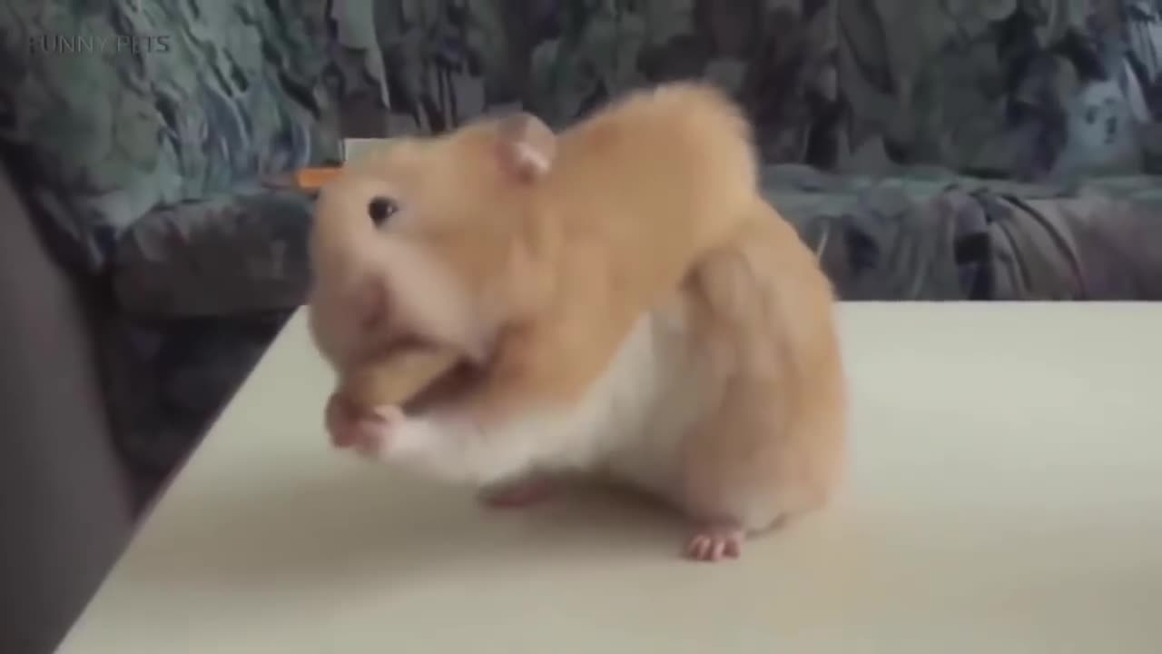 Funny Hamsters ★