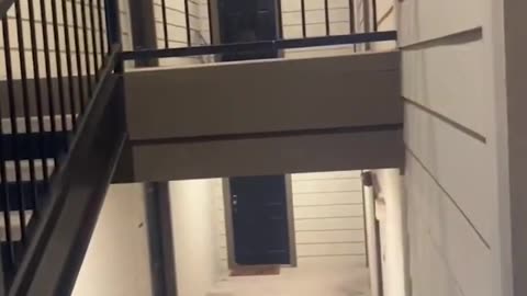 Funny Raccoons Chase Girl Down Stairs!