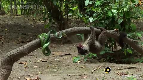 big snake and squirrel fight