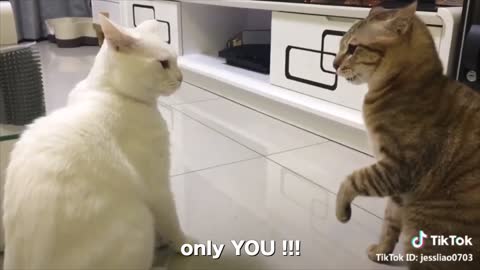 watch as these cats speak proper english, even better than some human