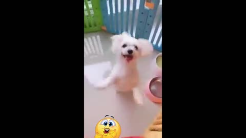 Try not to laugh at this cute dancing puppy 😂🐶