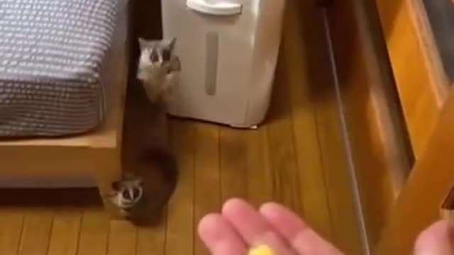 Funny Video try not to laugh