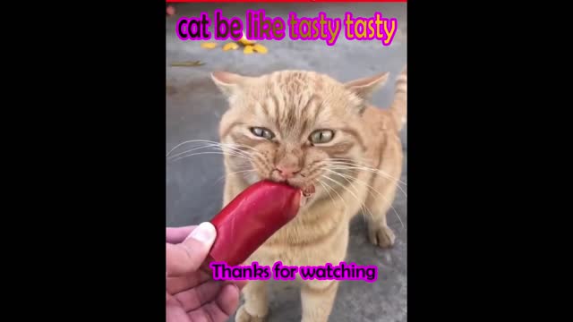 cat Birthday funny be like tasty tasty