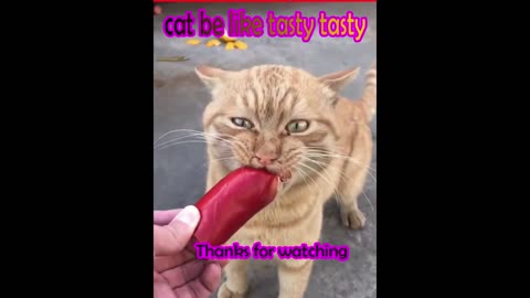 cat Birthday funny be like tasty tasty