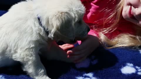 Beautiful little girl playing with a puppy in nature