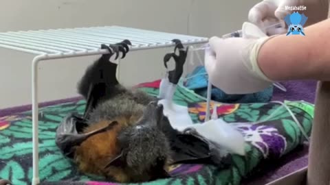 Rescuing & caring for baby flying-foxes Plenty O'Toole & Irish Eyes