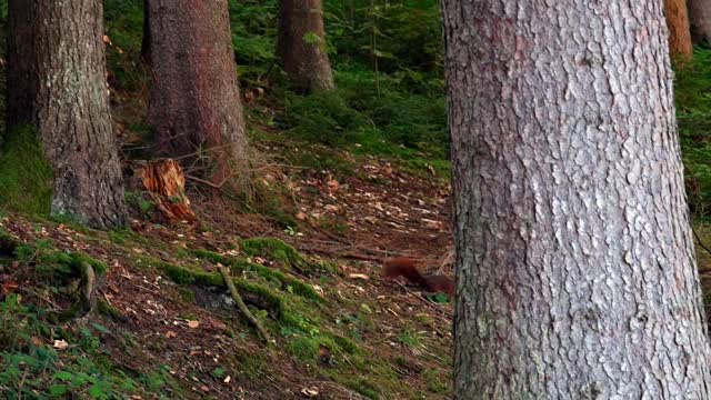 cute brown squirrel